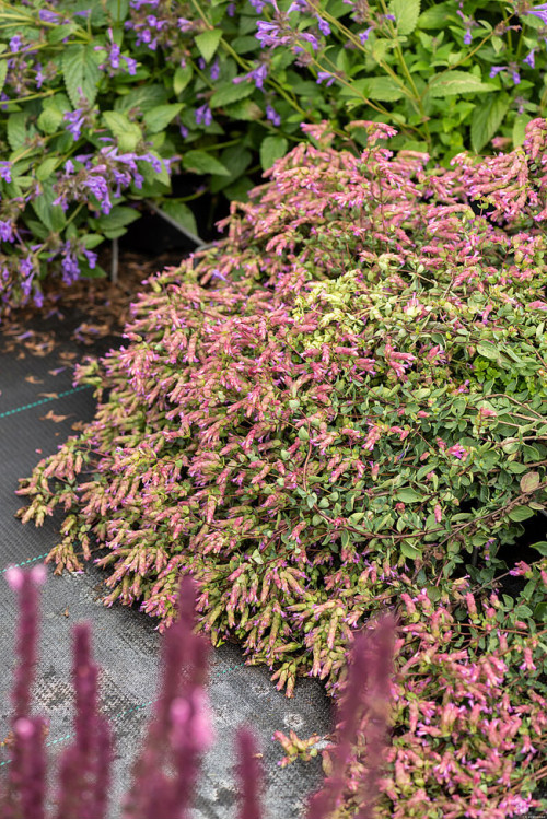 Oregano 'Bristol Cross' | Origanum hybrida