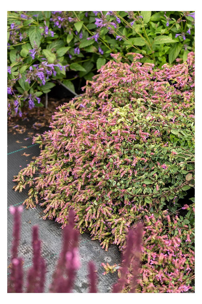 Oregano 'Bristol Cross' | Origanum hybrida