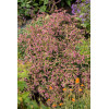 Oregano 'Bristol Cross' | Origanum hybrida