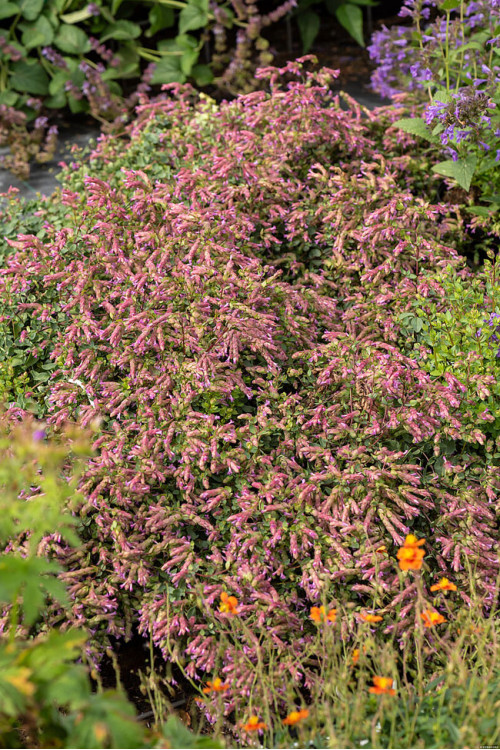 Oregano 'Bristol Cross' | Origanum hybrida