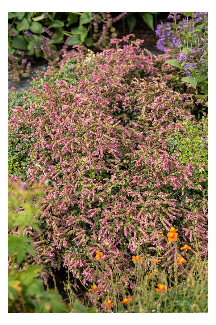 Oregano 'Bristol Cross' | Origanum hybrida