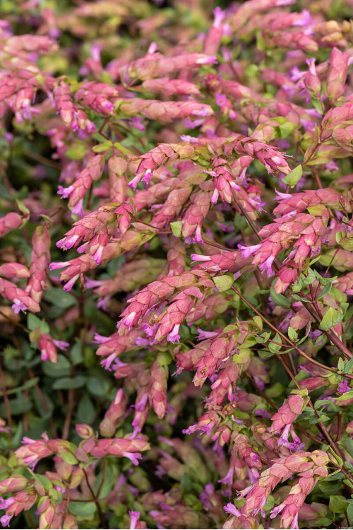 Oregano 'Bristol Cross' | Origanum hybrida