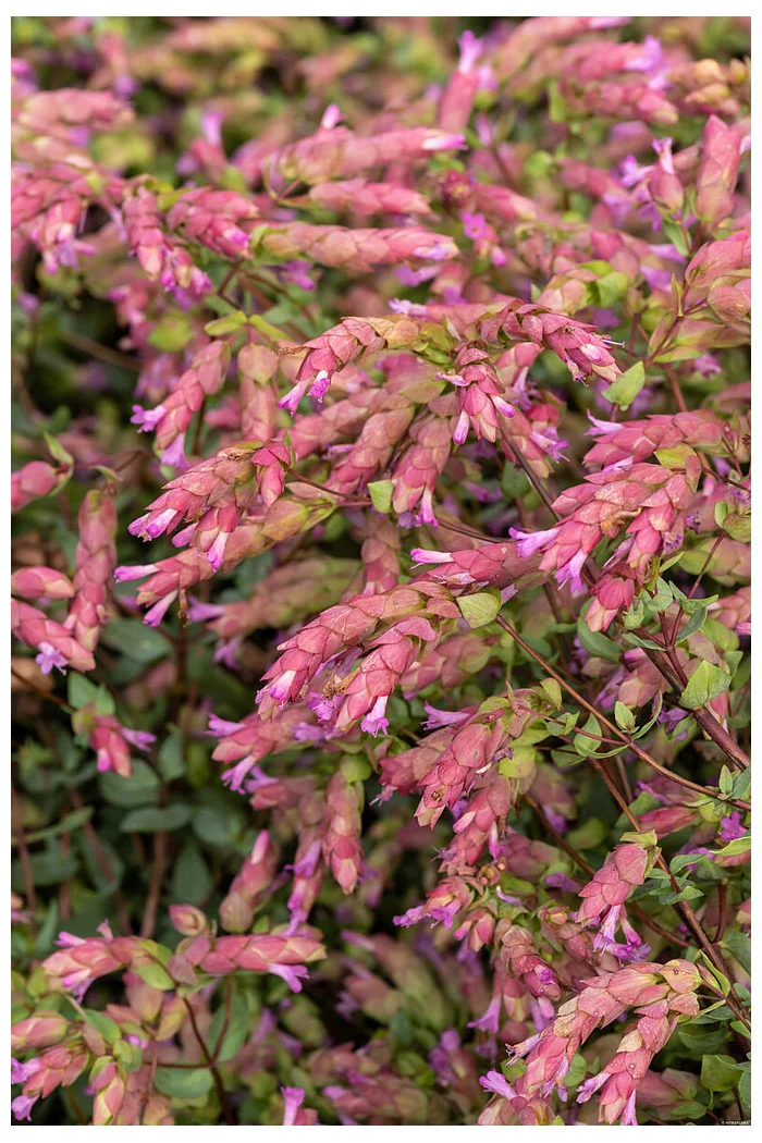 Oregano 'Bristol Cross' | Origanum hybrida