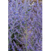 Perowskia łobodolistna 'Jelena' | Perovskia atriplicifolia