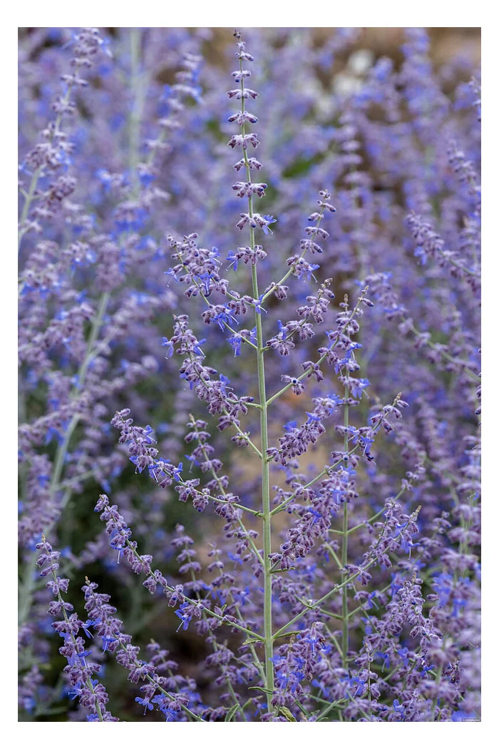 Perowskia łobodolistna 'Jelena' | Perovskia atriplicifolia