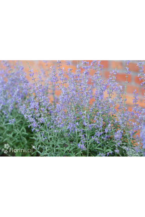 Perowskia łobodolistna 'Jelena' | Perovskia atriplicifolia