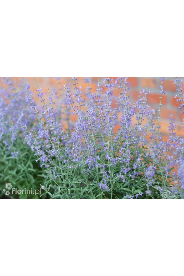 Perowskia łobodolistna 'Jelena' | Perovskia atriplicifolia