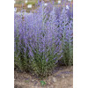 Perowskia łobodolistna 'Jelena' | Perovskia atriplicifolia