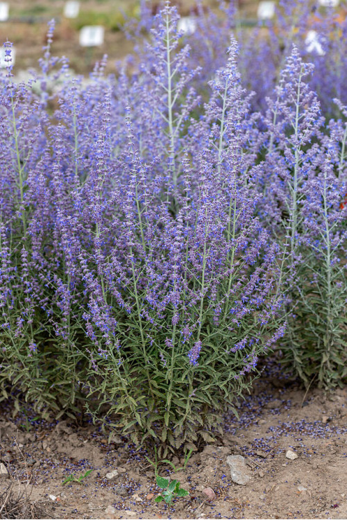 Perowskia łobodolistna 'Jelena' | Perovskia atriplicifolia