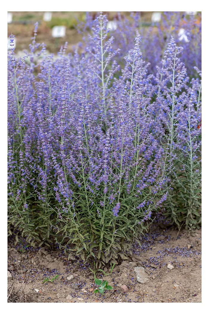 Perowskia łobodolistna 'Jelena' | Perovskia atriplicifolia