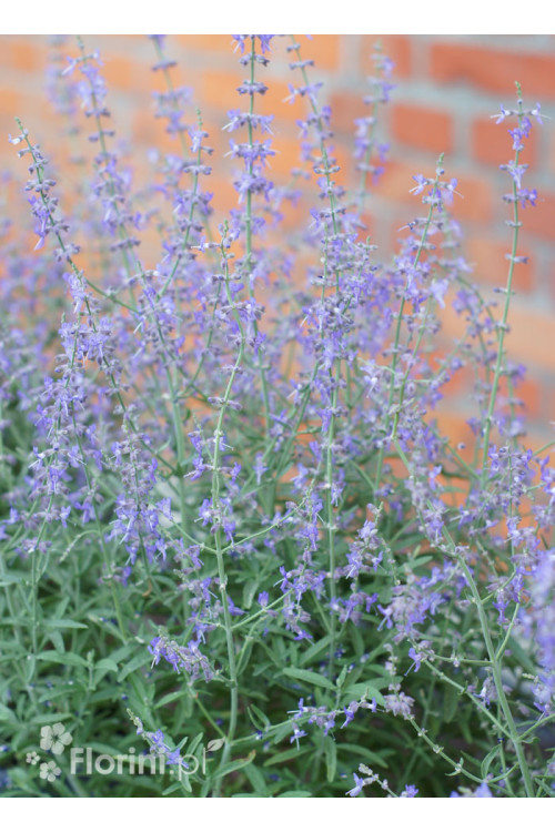 Perowskia łobodolistna 'Jelena' | Perovskia atriplicifolia