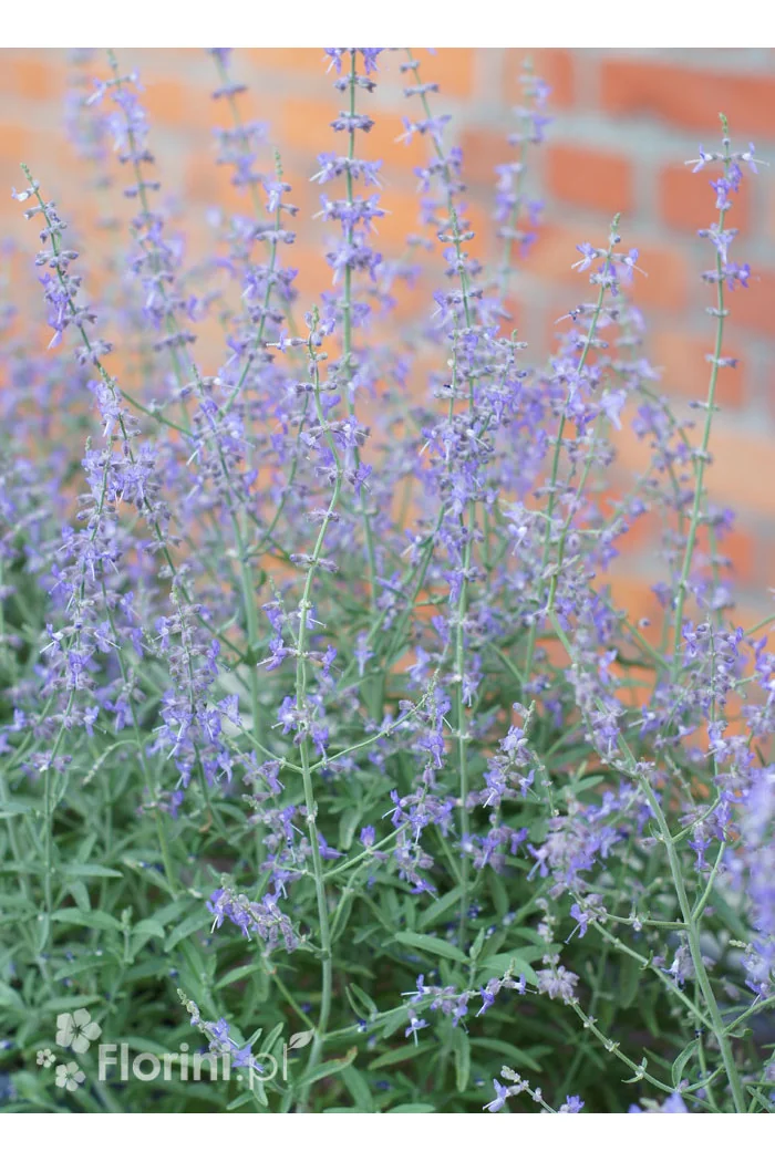 Perowskia łobodolistna 'Jelena' | Perovskia atriplicifolia