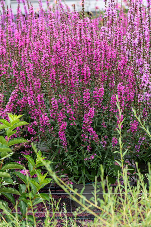 Krwawnica 'Luminara Hot Pink' | Lythrum