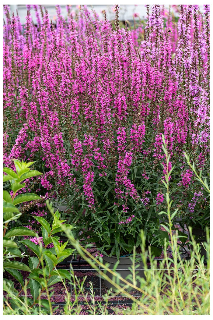 Krwawnica 'Luminara Hot Pink' | Lythrum