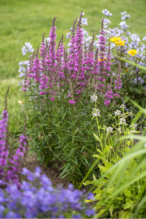 Krwawnica 'Luminara Hot Pink' | Lythrum