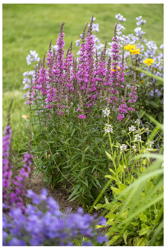 Krwawnica 'Luminara Hot Pink' | Lythrum