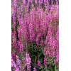 Krwawnica 'Luminara Hot Pink' | Lythrum