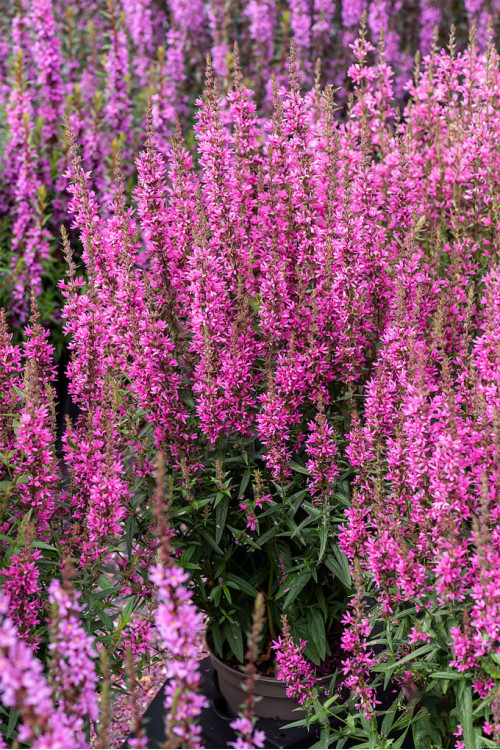 Krwawnica 'Luminara Hot Pink' | Lythrum