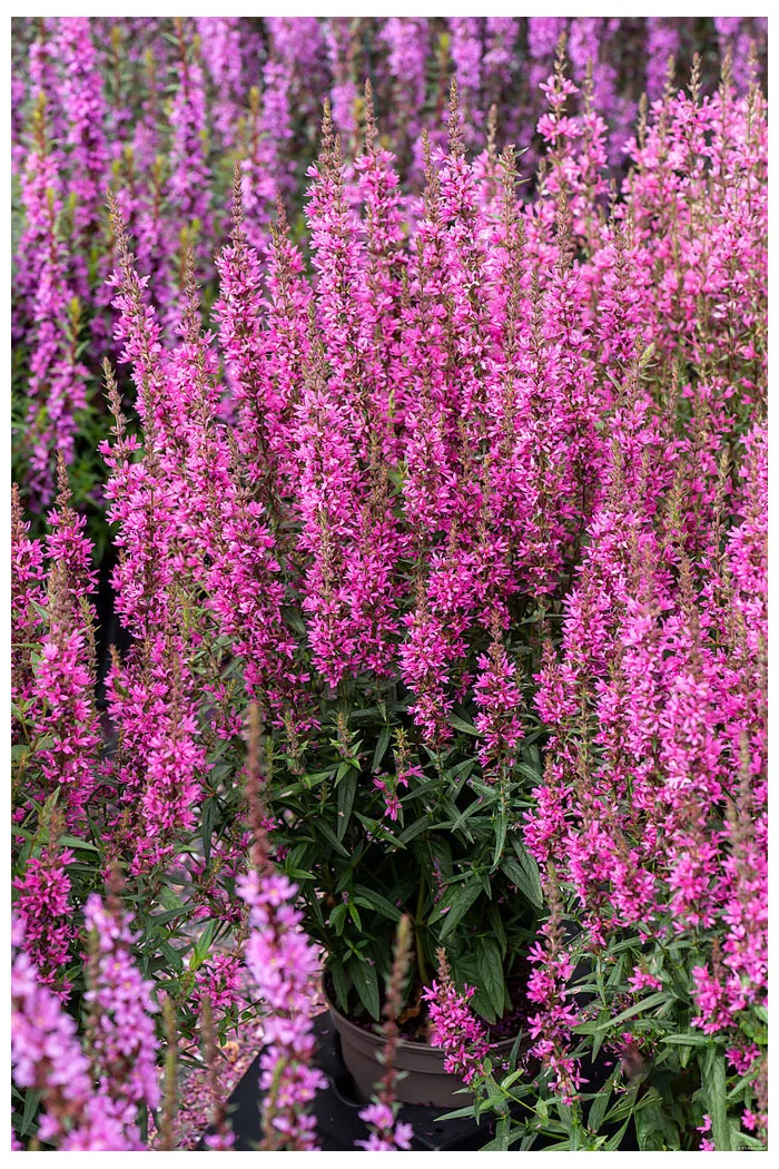 Krwawnica 'Luminara Hot Pink' | Lythrum
