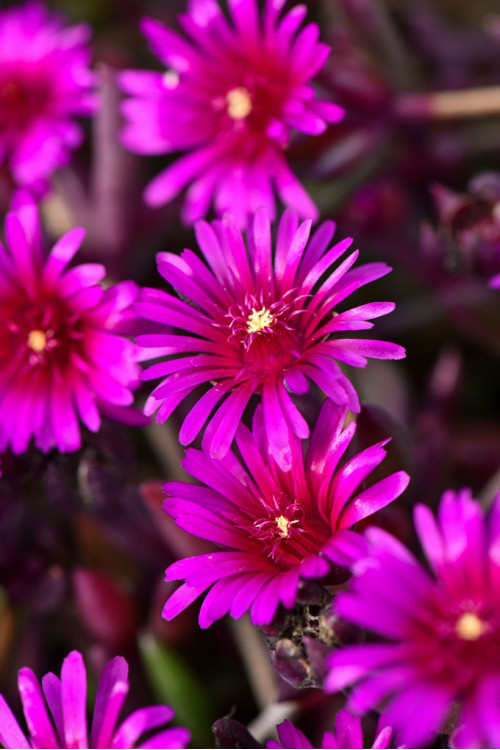 Słonecznica 'Desert Dancer Purple' | Delosperma