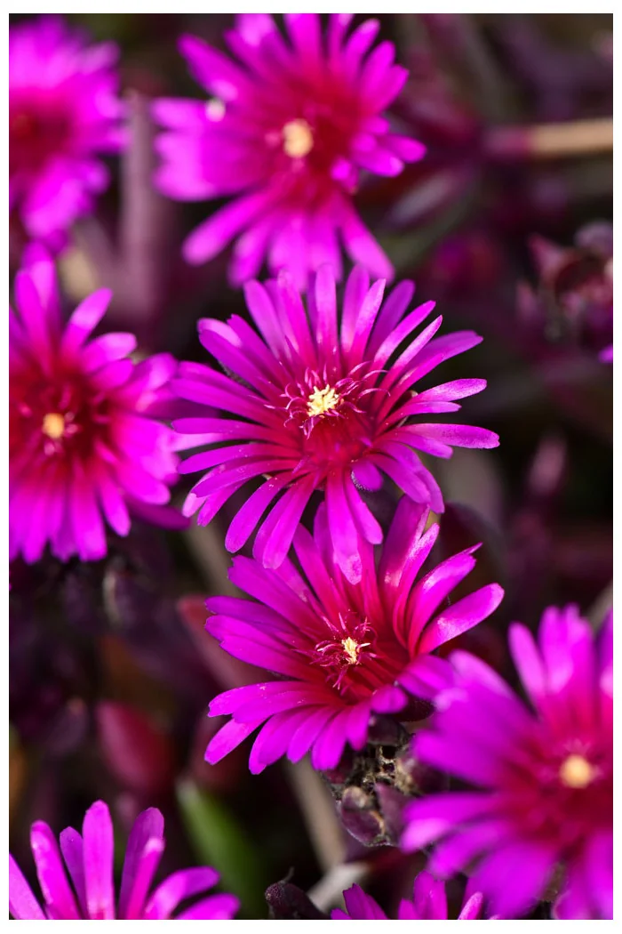 Słonecznica 'Desert Dancer Purple' | Delosperma
