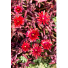 Słonecznica 'Desert Dancer Red' | Delosperma