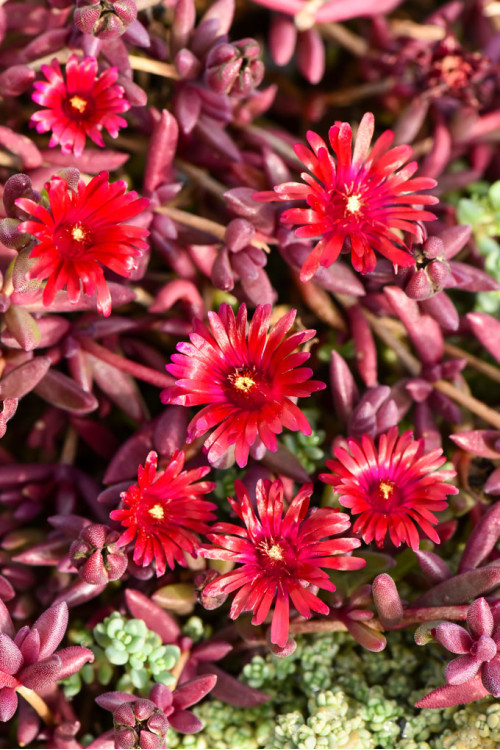 Słonecznica 'Desert Dancer Red' | Delosperma