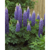 Łubin 'Persian Slipper' | Lupinus