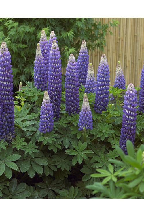 Łubin 'Persian Slipper' | Lupinus
