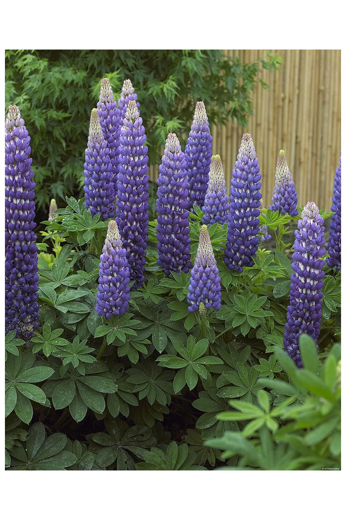 Łubin 'Persian Slipper' | Lupinus