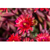 Słonecznica 'Desert Dancer Red' | Delosperma