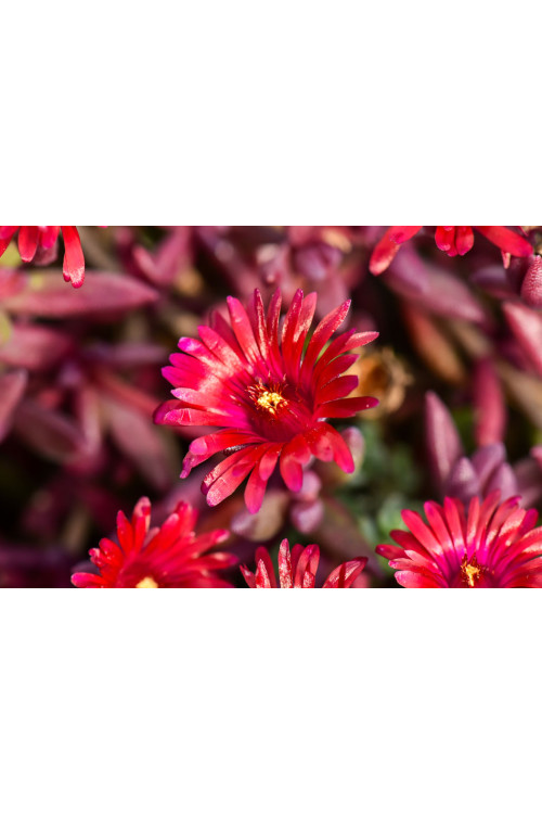 Słonecznica 'Desert Dancer Red' | Delosperma