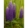 Łubin 'Persian Slipper' | Lupinus