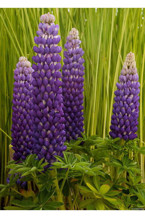 Łubin 'Persian Slipper' | Lupinus