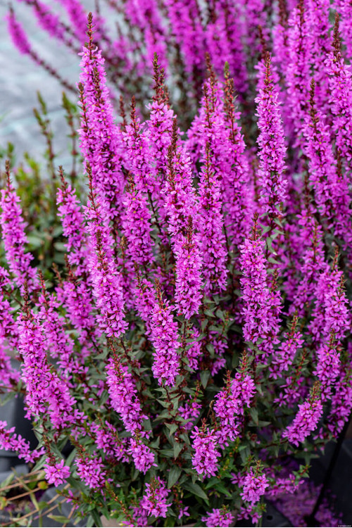 Krwawnica 'Luminara Lilac' | Lythrum