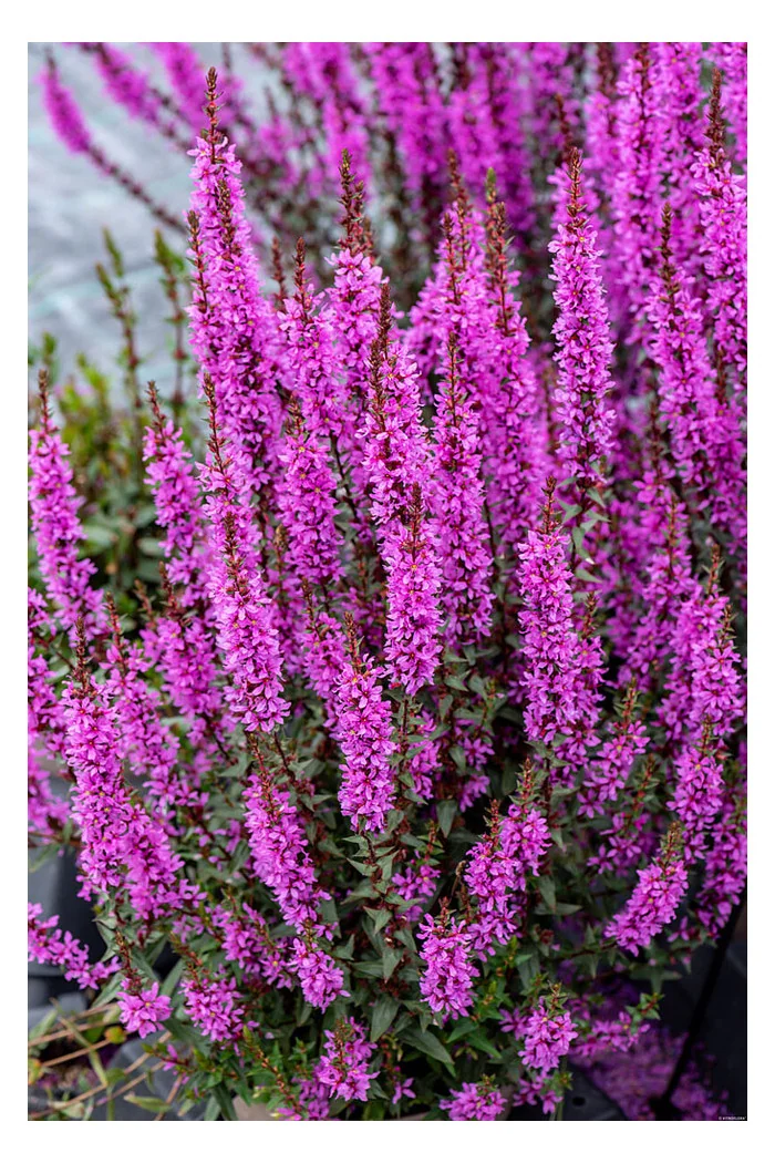 Krwawnica 'Luminara Lilac' | Lythrum