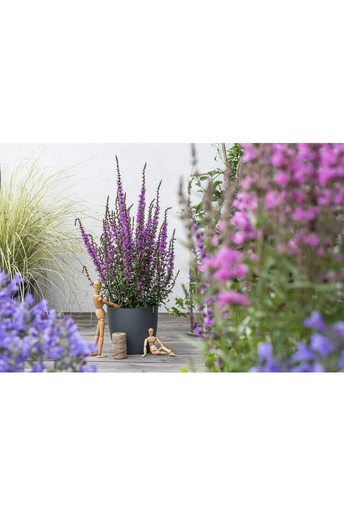 Krwawnica 'Luminara Lilac' | Lythrum