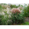 Miskant chiński 'Polonus' | Miscanthus sinensis