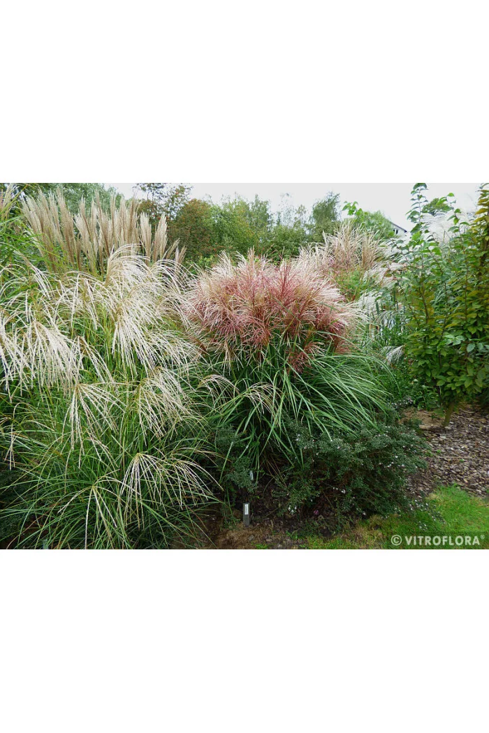 Miskant chiński 'Polonus' | Miscanthus sinensis
