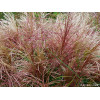 Miskant chiński 'Polonus' | Miscanthus sinensis