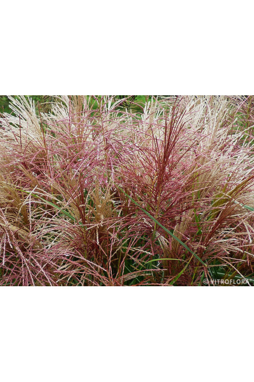 Miskant chiński 'Polonus' | Miscanthus sinensis