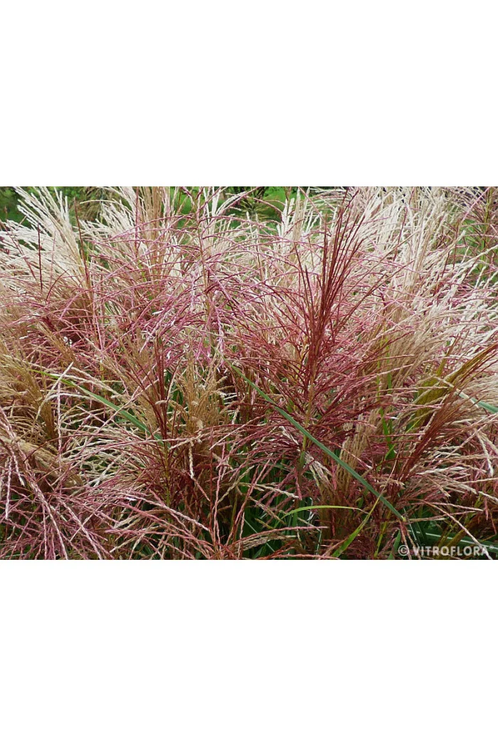 Miskant chiński 'Polonus' | Miscanthus sinensis