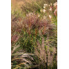 Miskant chiński 'Polonus' | Miscanthus sinensis