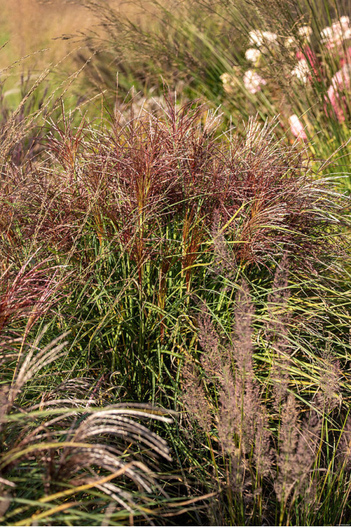 Miskant chiński 'Polonus' | Miscanthus sinensis