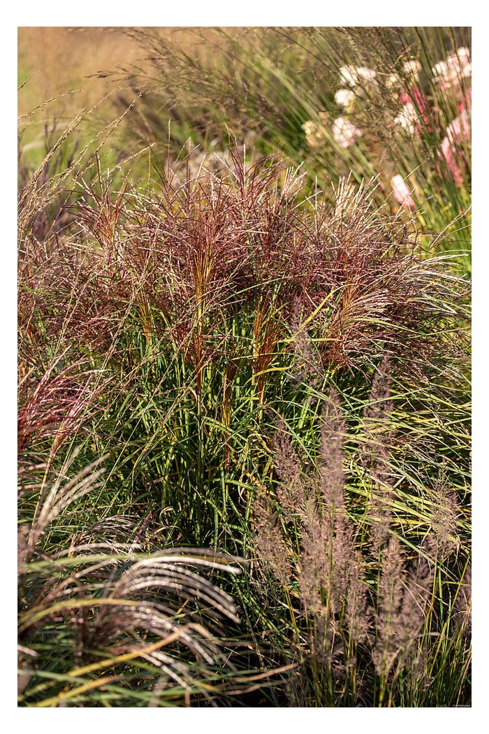 Miskant chiński 'Polonus' | Miscanthus sinensis