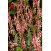 Rdest himalajski 'Pink Elephant' | Persicaria amplexicaulis