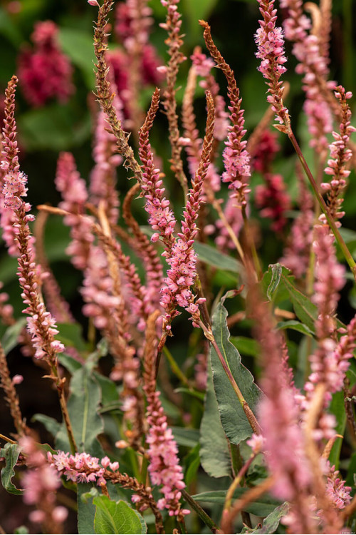 Rdest himalajski 'Pink Elephant' | Persicaria amplexicaulis