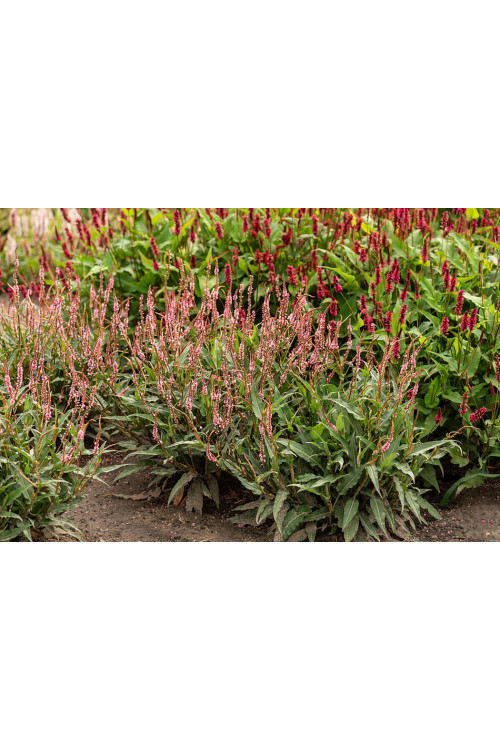 Rdest himalajski 'Pink Elephant' | Persicaria amplexicaulis