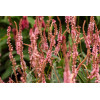 Rdest himalajski 'Pink Elephant' | Persicaria amplexicaulis