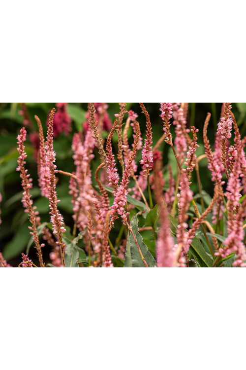 Rdest himalajski 'Pink Elephant' | Persicaria amplexicaulis